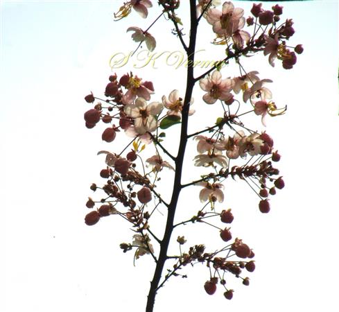  Inflorescence